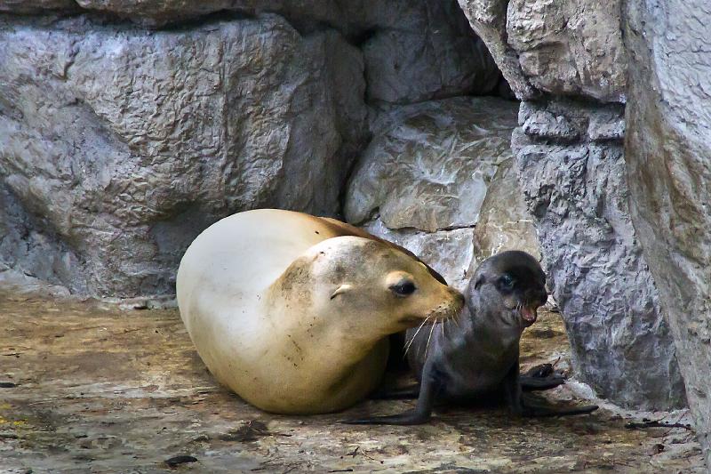 Goede Diergaarde Blijdorp/Diergaarde Blijdorp Dieren 007 PE-09