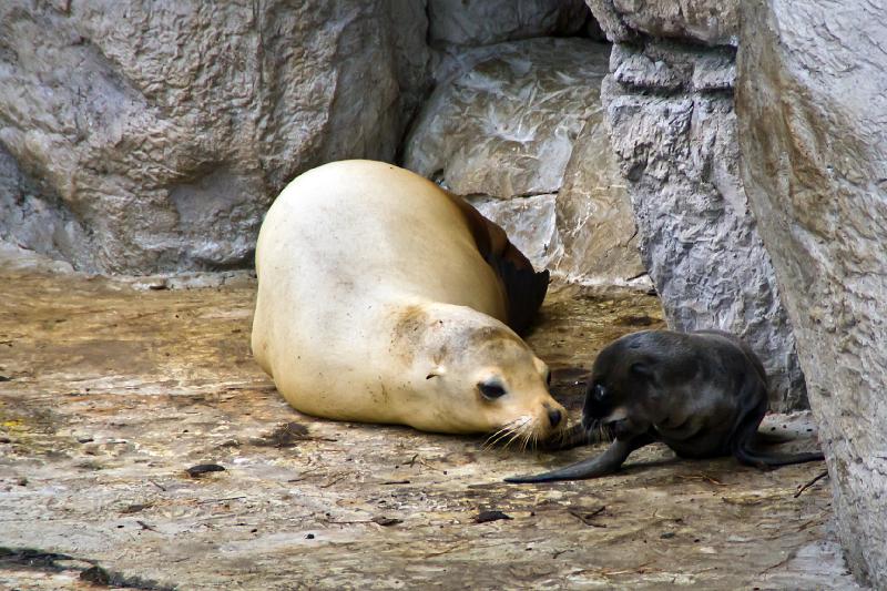 Super Diergaarde Blijdorp/Diergaarde Blijdorp Dieren 008 HV-09