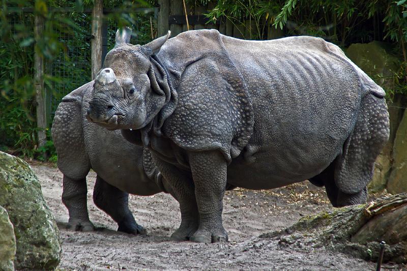 Verbazingwekkend Diergaarde Blijdorp/Diergaarde Blijdorp Dieren 100 SQ-42